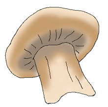 car-mushroom